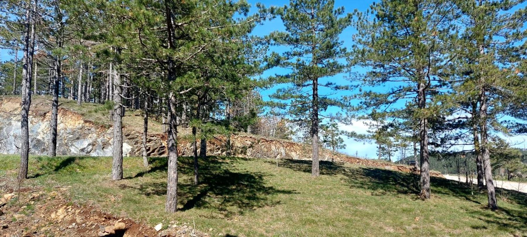 Apartament Forest Side